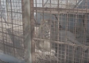 بالفيديو| أسد يعيش ظروفا قاسية داخل حديقة حيوان في ألبانيا