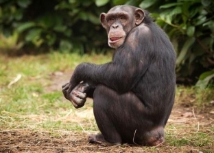 أغرب علاقة.. سيدة تعشق «شمبانزي» وحديقة الحيوان تمنعها من زيارته