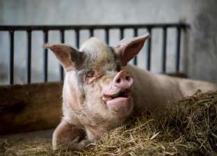 تجارب علمية تؤكد: الخنازير تستطيع أن تلعب «الفيديو جيم».. (صور)