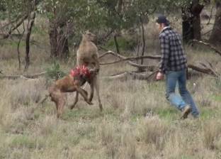 بالفيديو| أسترالي ينقذ "صديقه الكلب" من قبضة "كنغر"