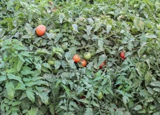 «الزراعة» تكشف أسباب انخفاض إنتاجية الطماطم.. أبرزها «العنكبوت الأحمر»
