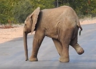 بالفيديو| شجاعة الفيل الأعرج.. فقد قدمه اليمنى ويسير مع القطيع