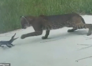 فيديو.. معركة شرسة بين تمساح وقط تنتهي بشكل غريب