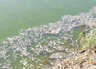 أسباب نفوق أطنان من الأسماك في العراق.. آثار التغير المناخي (فيديو)