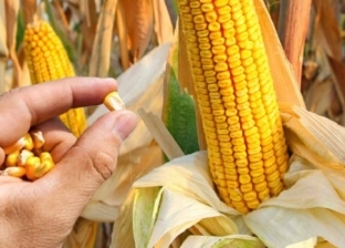 «الزراعة» تتفق مع اتحاد منتجي الدواجن على شراء الذرة من المزارعين