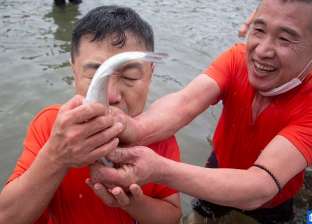 مهرجان لصيد أسماك السلمون بالأيدي في كوريا الجنوبية.. حدث فريد يجذب آلاف السياح