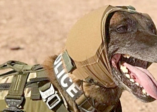 آذانهم حساسة.. غطاء للرأس يحمي الكلاب العسكرية