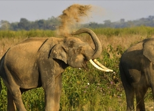 دهسه فيل.. مصرع جندي بريطاني في غابات مالاوي الأفريقية