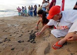 سيدة لبنانية تنشيء صندوقا برتقاليا لحماية السلاحف البحرية