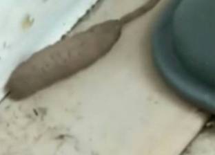بالفيديو| "يشبه الفأر والدودة".. بريطانية تعثر على مخلوق غريب بمنزلها