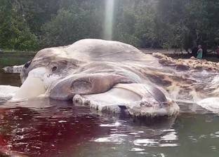 طولها 22 مترا.. جثة كائن بحري غامض تظهر على شاطئ في إندونيسيا