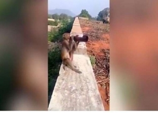 بالفيديو| "القرد العربيد".. سرق زجاجة "خمرة" من سائح وشربها