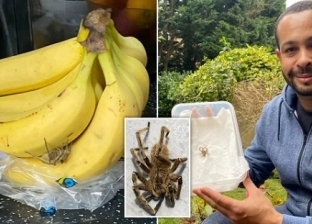 رجل يعثر على عنكبوت سام في سباطة موز: الأكثر خطورة في العالم