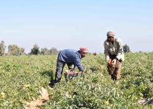 "الزراعة" تقرر استئصال نباتات القطن الغريبة من حقول إنتاج التقاوي