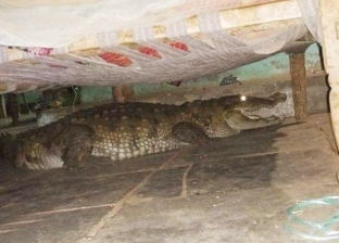 بالصور| مزارع هندي يتفاجأ بتمساح أسفل سريره