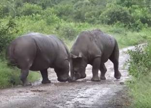 بالفيديو| معركة شرسة بين حيواني وحيد القرن