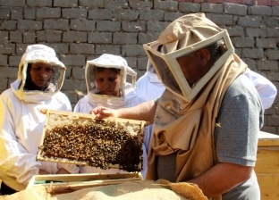 «البحوث الزراعية»: مشروع تربية النحل واعد.. وتكلفة الخلية 1000 جنيه