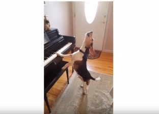 بالفيديو| كلب يعزف على "البيانو" ويغني