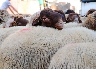 سعر كيلو اللحم القائم في الأسواق قبل عيد الأضحى.. يبدأ من 135 جنيها