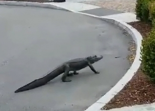 فيديو.. تمساح يتجول في ولاية كارولينا الجنوبية بسبب فيروس كورونا