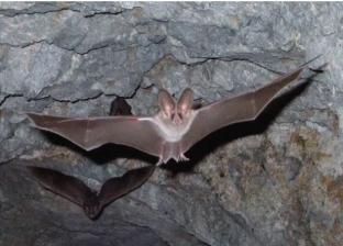 9 أسباب تجعل من البرازيل مصدر الوباء القادم.. «السر في الخفافيش»