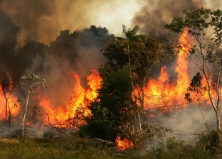 غابات الأمازون تحترق..كيف يكافح السكان الأصليون من أجل البقاء؟