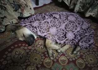 أسرة "أمنية" استضافت كلب الشارع في البيت لحمايته من المطر: نايم متدفي