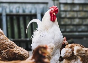 إعدام 15 مليون دجاجة خلال الشتاء بسبب إنفلونزا الطيور في اليابان