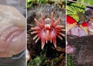 بالصور| أغرب 6 حيوانات في العالم.. بينهم "النضناض" وسحلية "هدب العنق"
