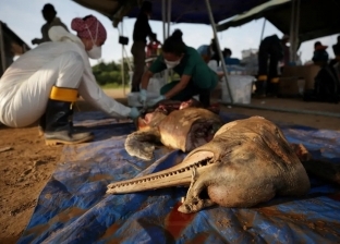 بعد تعرضها لكارثة بيئية في الأمازون.. ما هي الدلافين المهددة بالانقراض؟