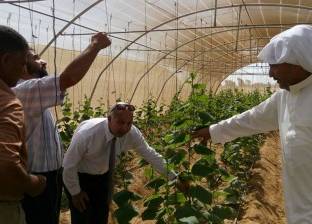بالصور| 15 صوبة للخضروات ومزرعة سمكية بمزرعة أبو صويرة النموذجية