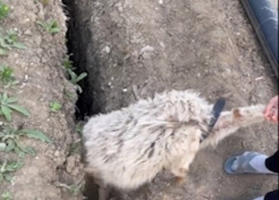 صبي ينقذ خروفًا من حفرة ليقفز إليها مرة أخرى: مبيتعلمش «فيديو»