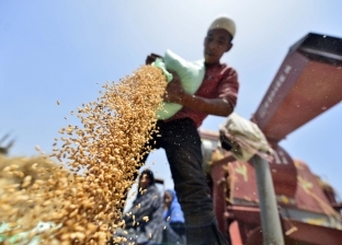 هل يهدد صراع روسيا وأوكرانيا إنتاج القمح عالميا؟.. محللون يجيبون