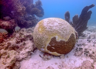 قد تنهار بعد 15 عاما.. شبح الموت يهدد الشعاب المرجانية في الكاريبي