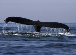 "صحيفة بريطانية": روسيا جندت الحيتان لصد الغزوات البحرية