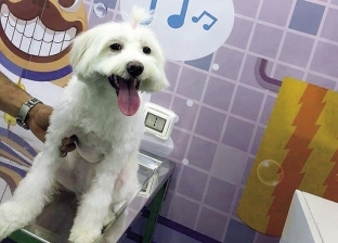 حمام متنقل لخدمة الكلاب: استحمام وقص شعر ورسم على الوجه