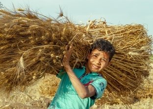 أطفال الصعيد يحتفلون بحصاد الذهب الأصفر