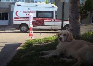 "الكلب الوفي".. يطارد سيارة الإسعاف وينتظر صاحبه أمام المستشفى (فيديو)