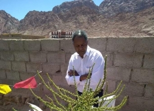 أعشاب ونباتات طبية تشتهر بها جنوب سيناء.. تعرف عليها
