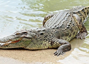 صور.. تمساح النيل يهاجم صيادا ويمزق ساقه