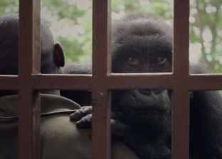 دي كابريو يتعاون مع نتفلكس لإنتاج فيلم مقتبس من الوثائقي Virunga