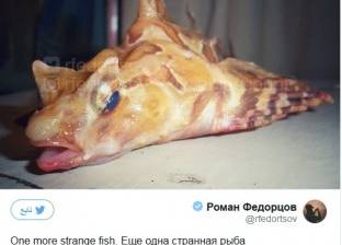 بالصور| أغرب الكائنات المخيفة في أعماق البحار بسنارة روسية