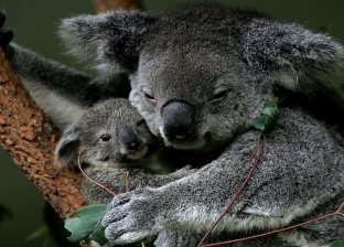 "الكوالا" الأكثر تضررا من حرائق الغابات فى استراليا خلال العام الجاري