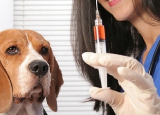 بمناسبة اليوم العالمي للسعار.. تعرف على جدول تطعيمات الكلاب