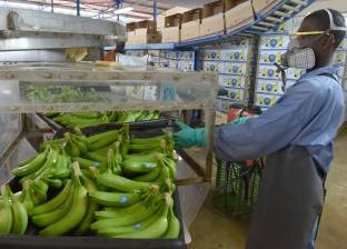بالصور| ازدهار زراعة الموز في كوت ديفوار من جديد