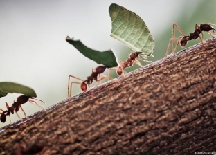 النمل يخدع مركز الأرصاد البريطانية