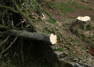 غضب في بريطانيا من مراهق قطع شجرة «روبن هود» الشهيرة.. عمرها 200 عام