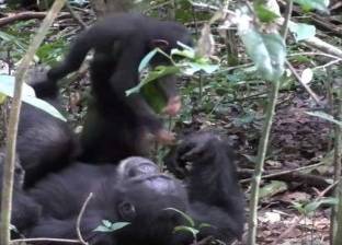 بالفيديو| "قلب الأب".. شمبانزي يلاعب صغيره كما يفعل البشر