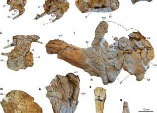 القصة الكاملة للبحث العلمي عن اكتشاف الديناصور المصري "منصوراصورس"