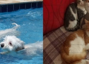 من حمام سباحة للكلاب إلى فندق القطط.. الغردقة تخصص "دلع" حيوانات